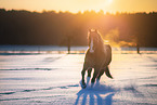 galloping Quarter Horse