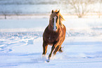 galloping Quarter Horse