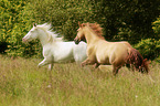 galloping Quarter Horses