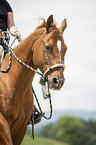 Quarter Horse Portrait