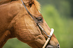 Quarter Horse Portrait