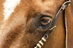 Quarter Horse eye