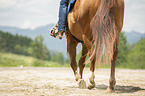 walking Quarter Horse