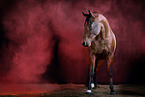 Quarter Horse with holi powder