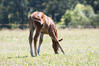 Quarter Horse foal