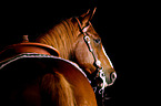 Quarter Horse Portrait