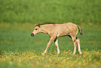 Quarter Horse foal