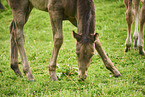 Quarter Horse foal