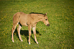 Quarter Horse foal