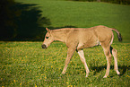 Quarter Horse foal