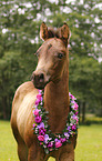 Quarter Horse foal