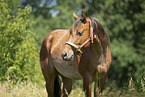 adult Quarter Horse