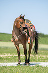 adult Quarter Horse