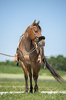 adult Quarter Horse