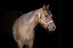 adult Quarter Horse