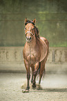 adult Quarter Horse