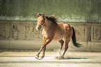 adult Quarter Horse