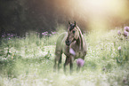 Quarter Horse mare