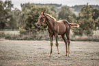 Quarter Horse foal