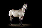 Quarter Horse in studio