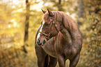 Quarter Horse gelding