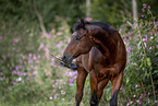 Quarter Horse gelding