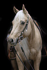 Quarter Horse mare