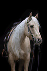 Quarter Horse mare