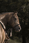 Quarter Horse Portrait