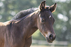 Quarter Horse foal