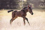 Quarter Horse foal