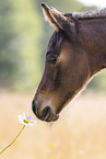 Quarter Horse foal