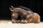 Quarter Horse foal