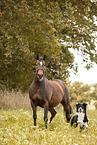 Quarter Horse and Border Collie