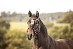 Quarter Horse