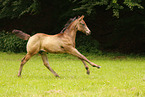 Quarter Horse
