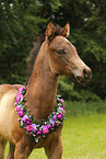 Quarter Horse
