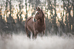 Quarter Horse