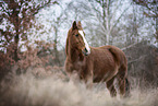 Quarter Horse