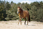 Quarter Horse