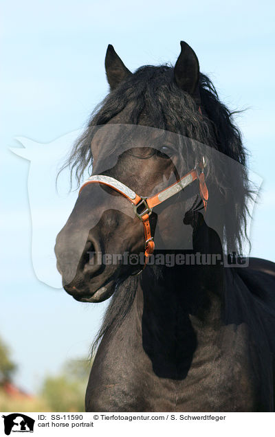 cart horse portrait / SS-11590