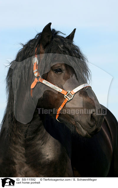 cart horse portrait / SS-11592