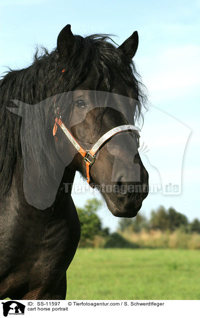 Rheinisch Deutsches Kaltblut Portrait / cart horse portrait / SS-11597