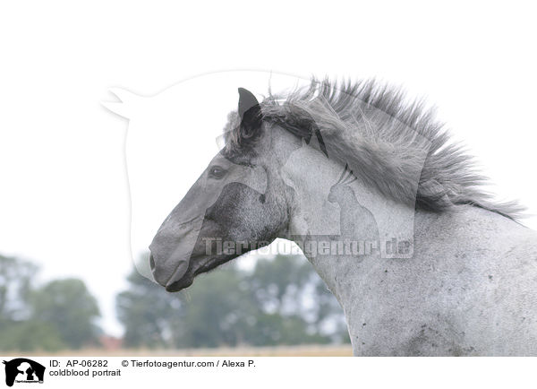 Rheinisch Deutsches Kaltblut Portrait / coldblood portrait / AP-06282