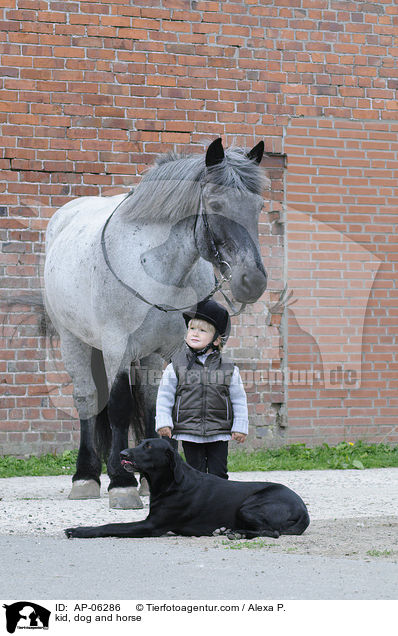 Kind, Hund und Pferd / kid, dog and horse / AP-06286