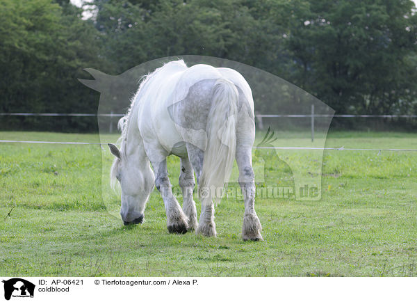 coldblood / AP-06421