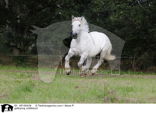 galoppierendes Rheinisch Deutsches Kaltblut / galloping coldblood / AP-06428