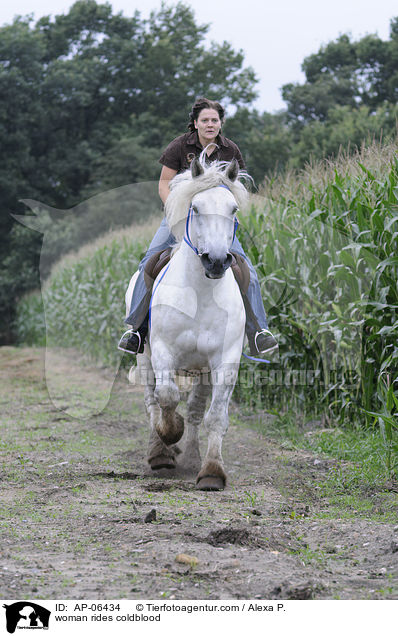 Frau reitet Rheinisch Deutsches Kaltblut / woman rides coldblood / AP-06434