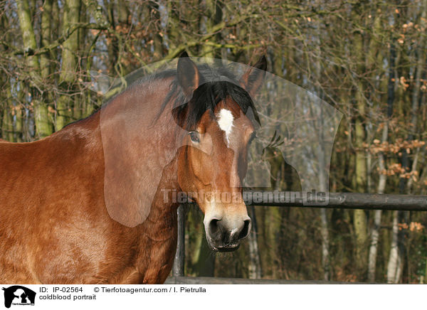 Rheinisch Deutsches Kaltblut Portrait / coldblood portrait / IP-02564
