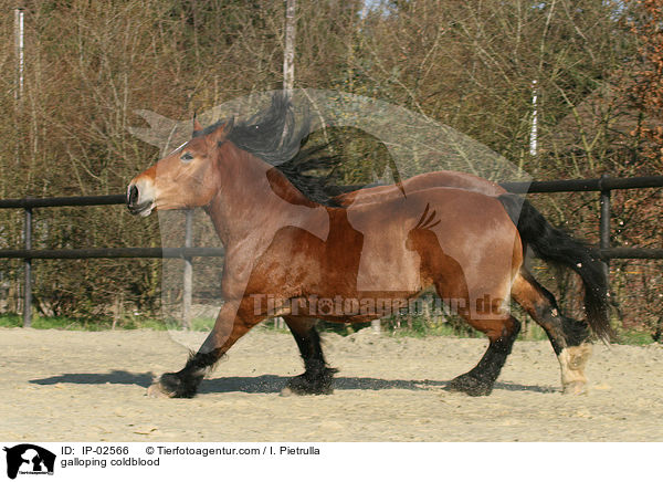 galoppierendes Rheinisch Deutsches Kaltblut / galloping coldblood / IP-02566